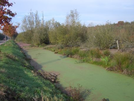 De Peel : Kanaalweg, Moorlandschaft, Herbstimpressionen